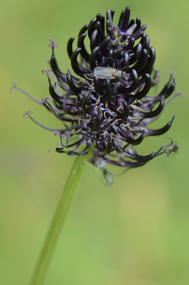 Phyteuma ovatum / Raponzolo plumbeo